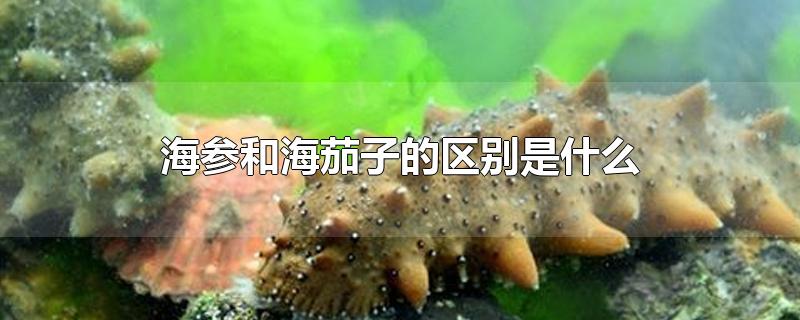 海参和海茄子的区别是什么