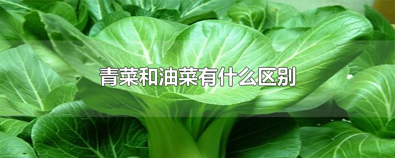 青菜和油菜有什么区别