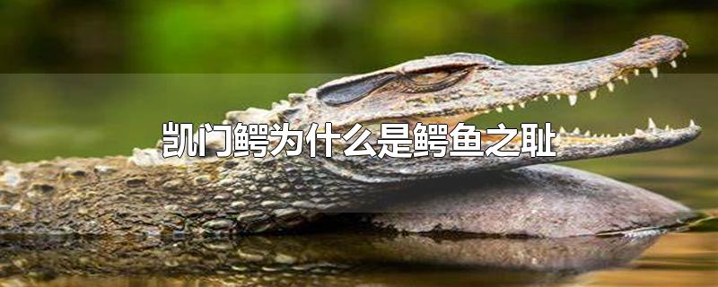 凯门鳄为什么是鳄鱼之耻