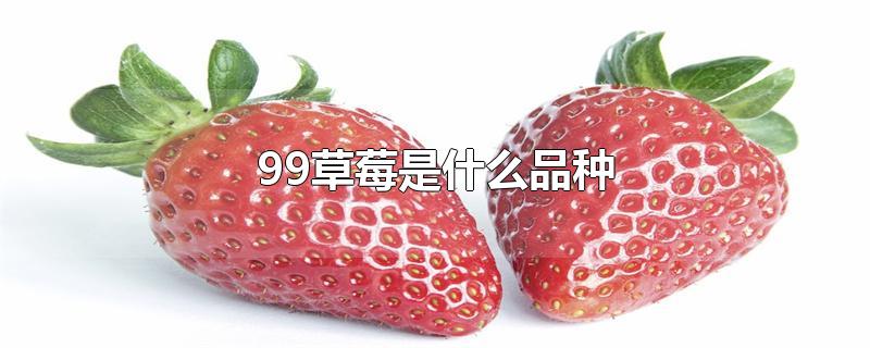 99草莓是什么品种