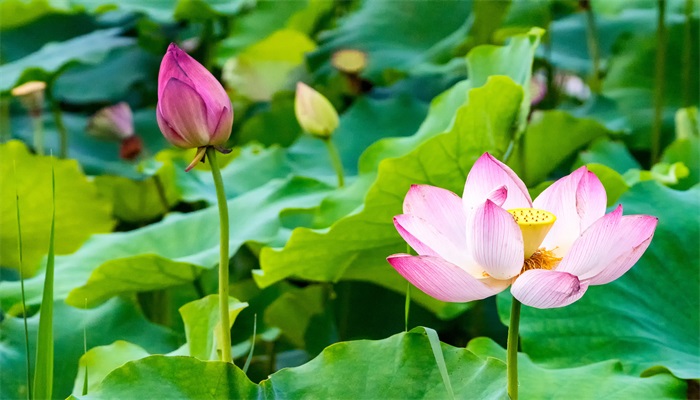 爱莲说为什么要写菊花和牡丹 题目是爱莲说为什么要写菊花和牡丹