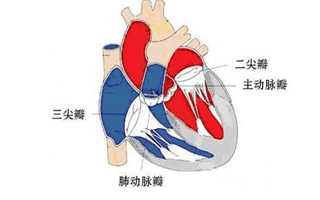 三尖瓣轻度返流是什么意思-三尖瓣轻度返流怎么回事