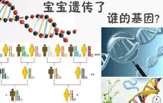 夫妻谁的基因决定了孩子智商相貌-夫妻基因决定了孩子智商相貌介绍说明