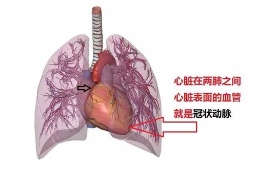 什么叫冠心病-冠心病指的是什么