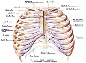 什么是肋软骨炎-肋软骨炎病症有哪些