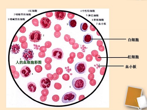 白细胞正常是多少-人的身体白细胞正常是多少