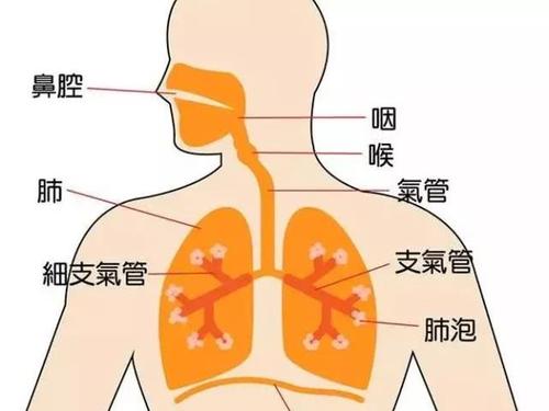 支气管炎用什么药-支气管炎用什么药效果好