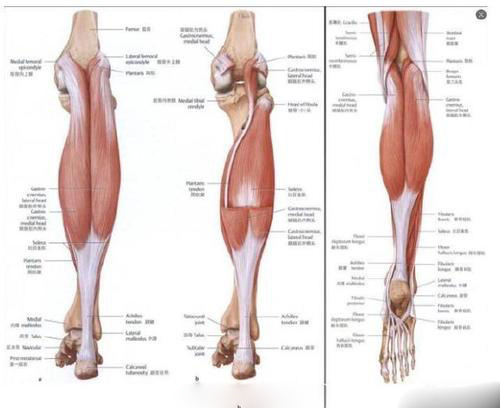 小腿肌肉无力是什么原因-导致小腿肌肉无力的原因有哪些