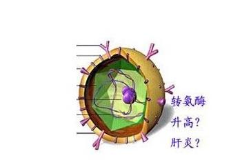 谷丙转氨酶偏高是什么原因-谷丙转氨酶偏高造成的主要原因