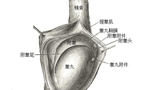 男性的生殖生理常识有哪些-男性的生殖生理常识相关介绍