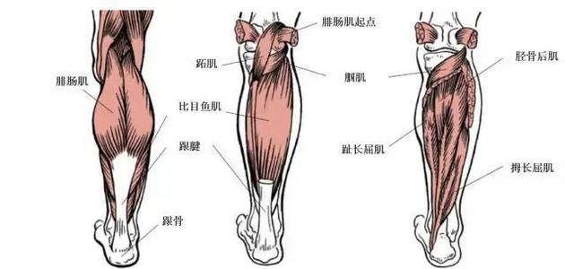 小腿肌肉疼痛是什么原因-导致小腿肌肉疼痛的原因有哪些