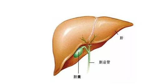 胆囊切除后有什么忌口-胆囊切除后饮食禁忌