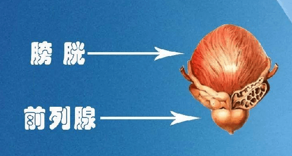 前列腺4cm增生的厉害吗-前列腺4cm增生是什么意思