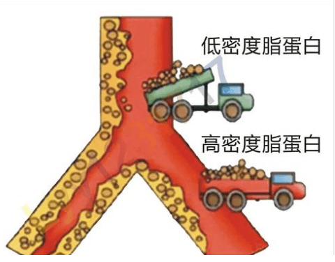 高密度脂蛋白偏高有什么危害-高密度脂蛋白偏高有什么影响