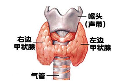 促甲状腺激素偏高怎么回事-促甲状腺激素偏高什么原因造成的