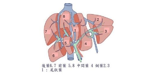 肝癌早期会舌苦吗-舌苦是肝癌早期吗