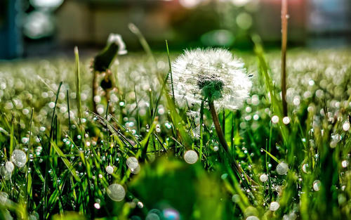 蒲公英杀幽门螺杆菌-蒲公英杀灭幽门螺杆菌的效果