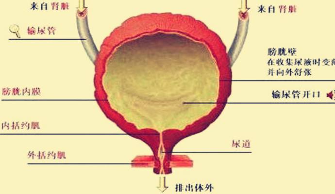 水喝的少却总想上厕所是不是膀胱有问题？医生：这可不一定