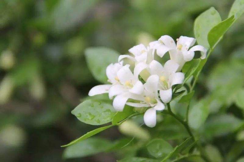 这些植物摆在家里会致命