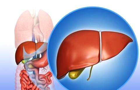 肝脏发出的求救信号别忽略，出现这些症状就该注意了