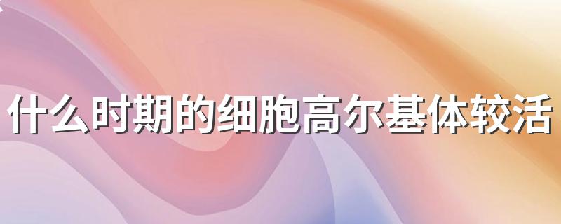 什么时期的细胞高尔基体较活跃 细胞高尔基体较活跃的时间