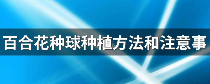 百合花种球种植方法和注意事项 百合花种球种植方法和注意事项是什么