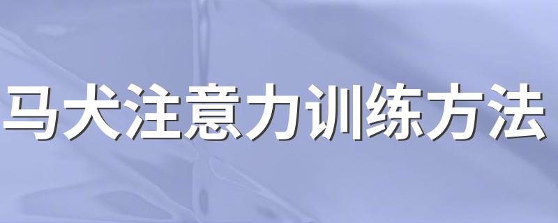 马犬注意力训练方法 具体有什么方法