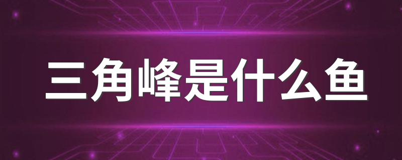 三角峰是什么鱼 三角峰鱼的介绍