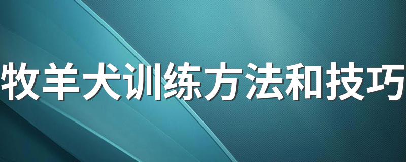 牧羊犬训练方法和技巧 有什么训练的方法