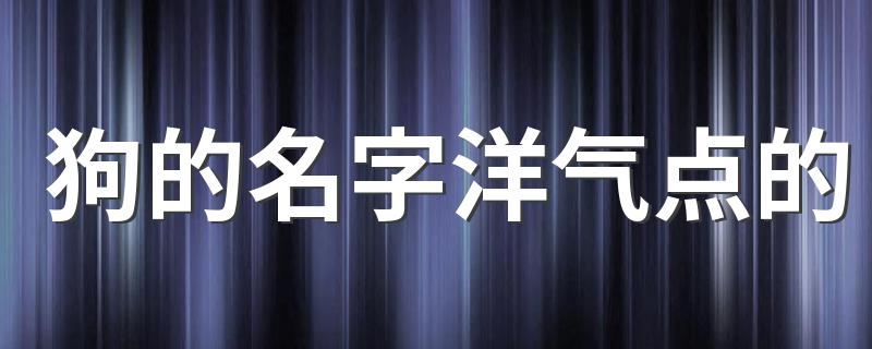 狗的名字洋气点的 比较洋气的狗狗名字