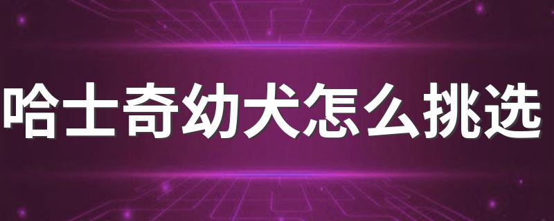 哈士奇幼犬怎么挑选 哈士奇幼犬如何挑选