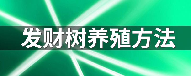 发财树养殖方法 发财树详细养殖方法介绍