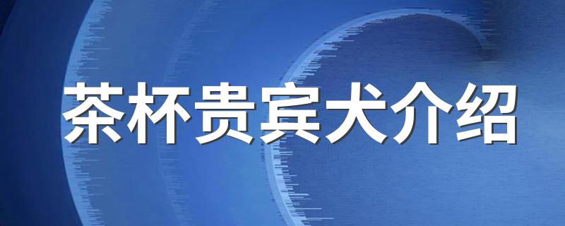 茶杯贵宾犬介绍 关于茶杯贵宾犬简介