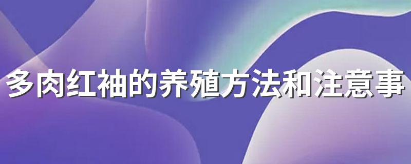 多肉红袖的养殖方法和注意事项 多肉红袖的养殖方法介绍