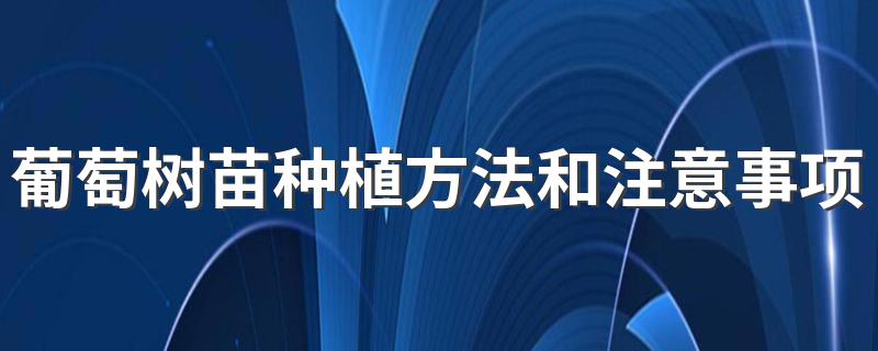 葡萄树苗种植方法和注意事项 葡萄种植方法