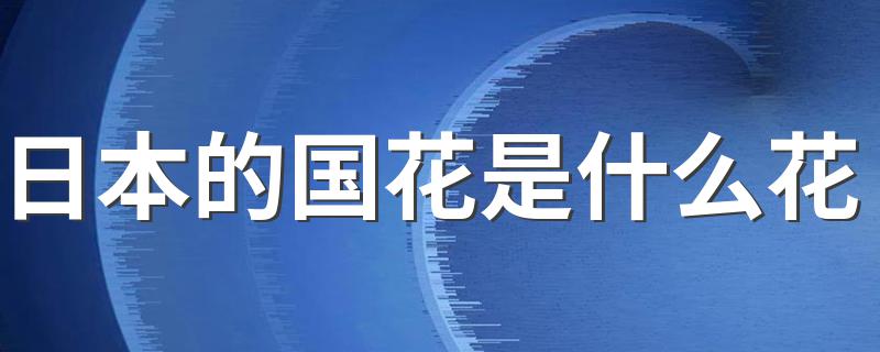 日本的国花是什么花 日本的国花的介绍