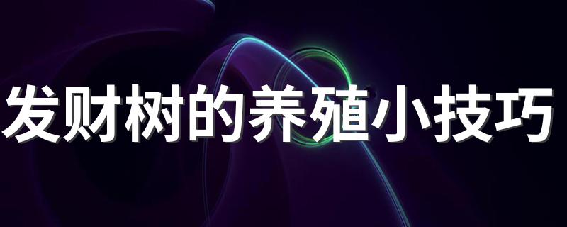 发财树的养殖小技巧 发财树怎么养