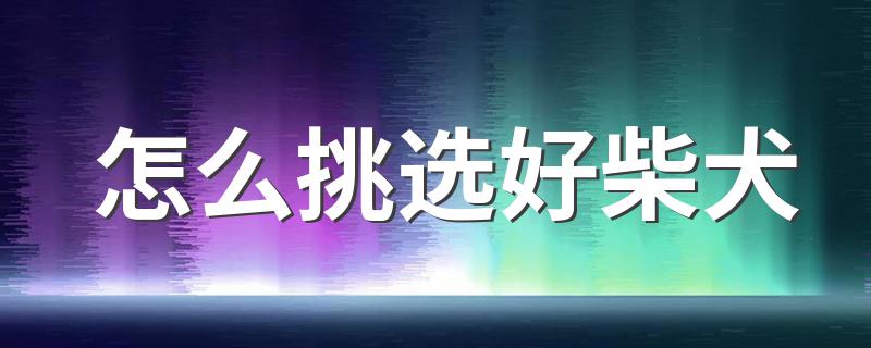 怎么挑选好柴犬 四种方法帮你挑选柴犬