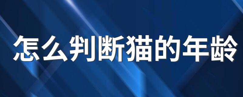 怎么判断猫的年龄 根据什么可以判断猫咪的年龄