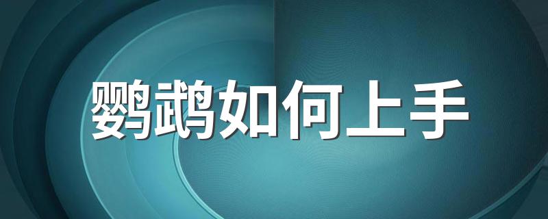 鹦鹉如何上手 一共有5个步骤