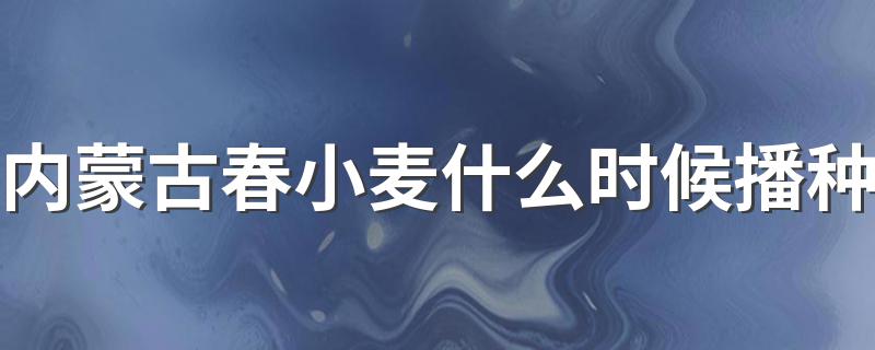 内蒙古春小麦什么时候播种 关于各地春小麦的播种时间介绍