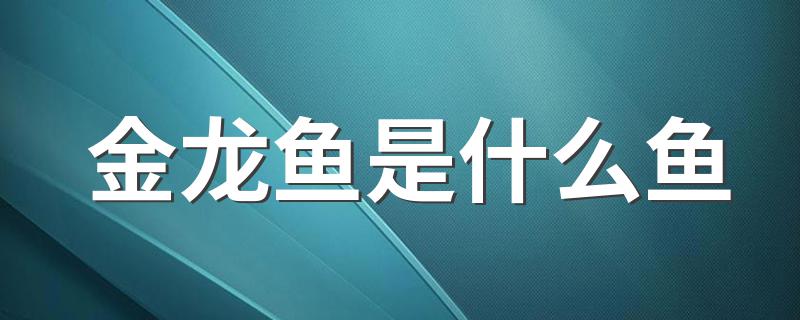 金龙鱼是什么鱼 金龙鱼是海鱼还是淡水鱼