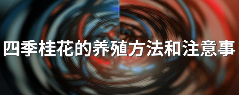 四季桂花的养殖方法和注意事项 如何养殖四季桂花要注意什么