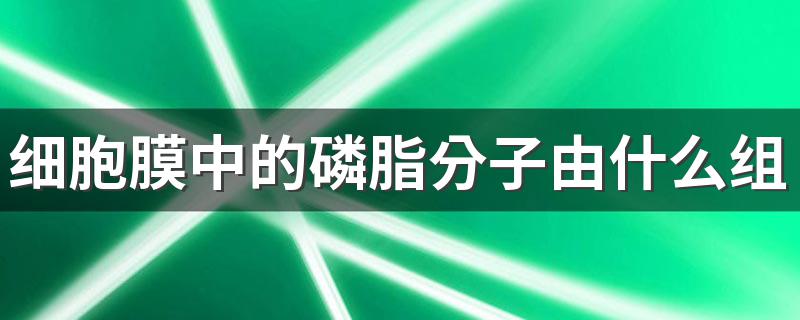 细胞膜中的磷脂分子由什么组成 五种元素缺一不可