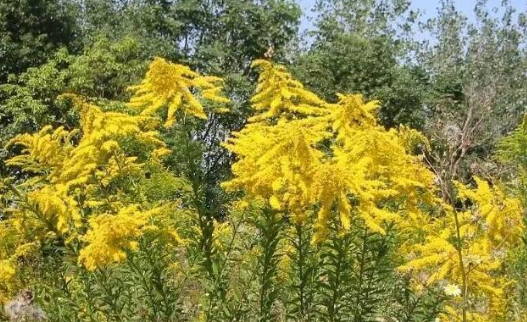 加拿大一枝黄花需要上报吗-加拿大一枝黄花怎么上报