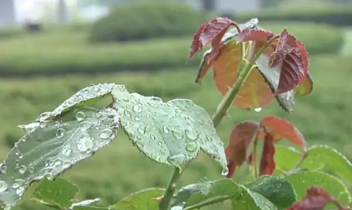 2022立夏有雨三伏热还是立夏无雨三伏热-立夏下不下雨有什么说法