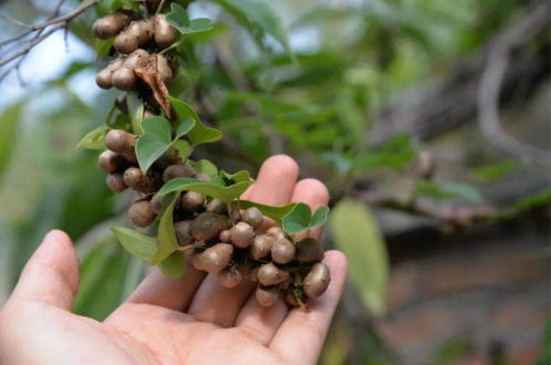 山药豆发芽可以种植吗-山药豆发芽了怎么种植