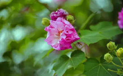 芙蓉花花期可以施肥吗-芙蓉花花期施肥哪些是要注意的