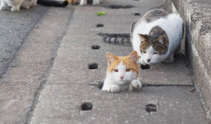 流浪猫喂什么吃的-可以喂流浪猫吃火腿肠吗