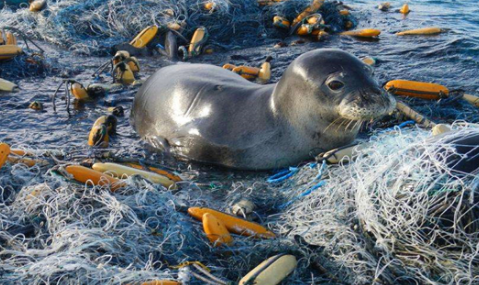 海洋上的垃圾害死了多少生物-海洋垃圾对海洋生物的危害的科普